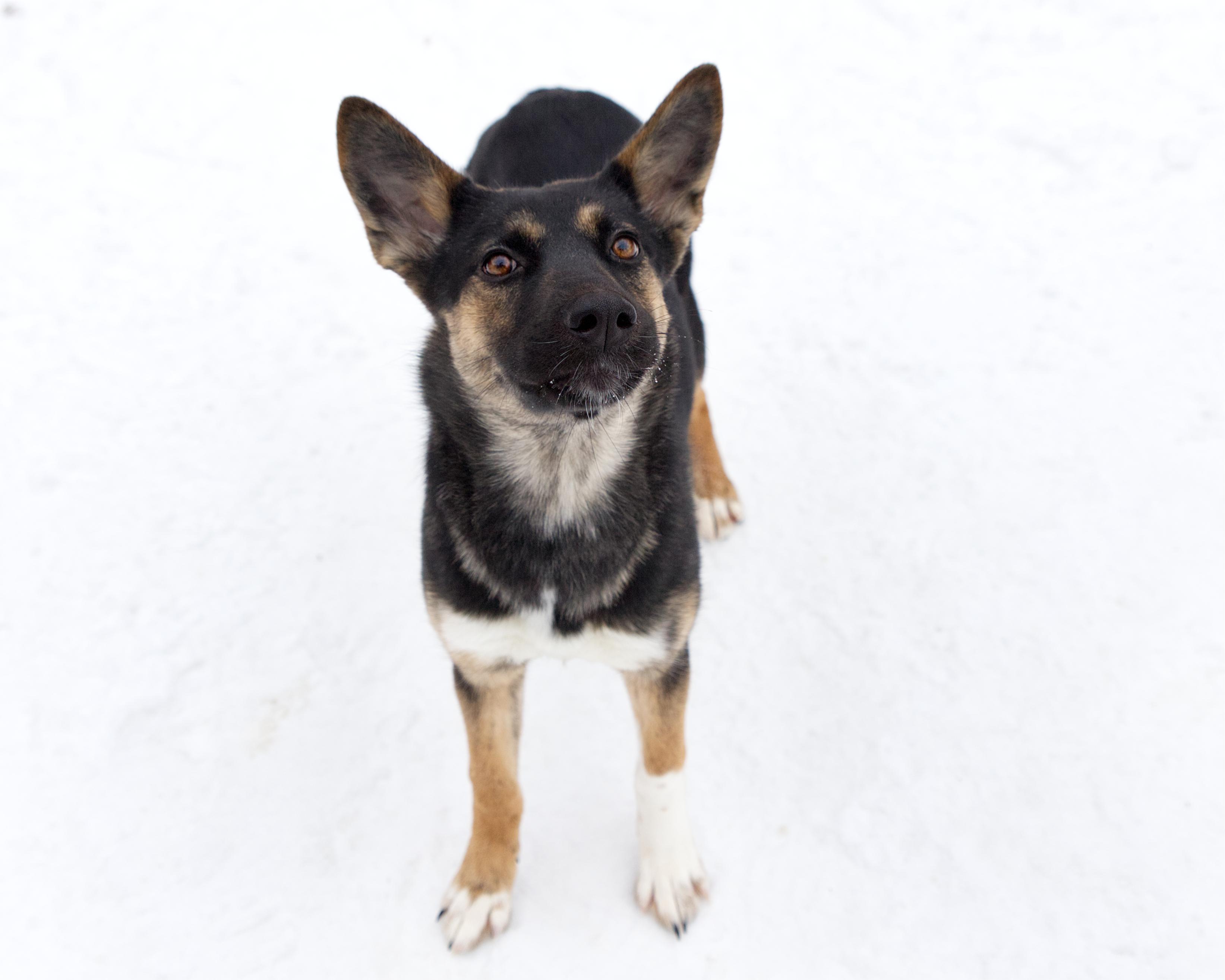 Enlarge Marci, an adoptable mixed breed in Winnipeg, MB image 3/3