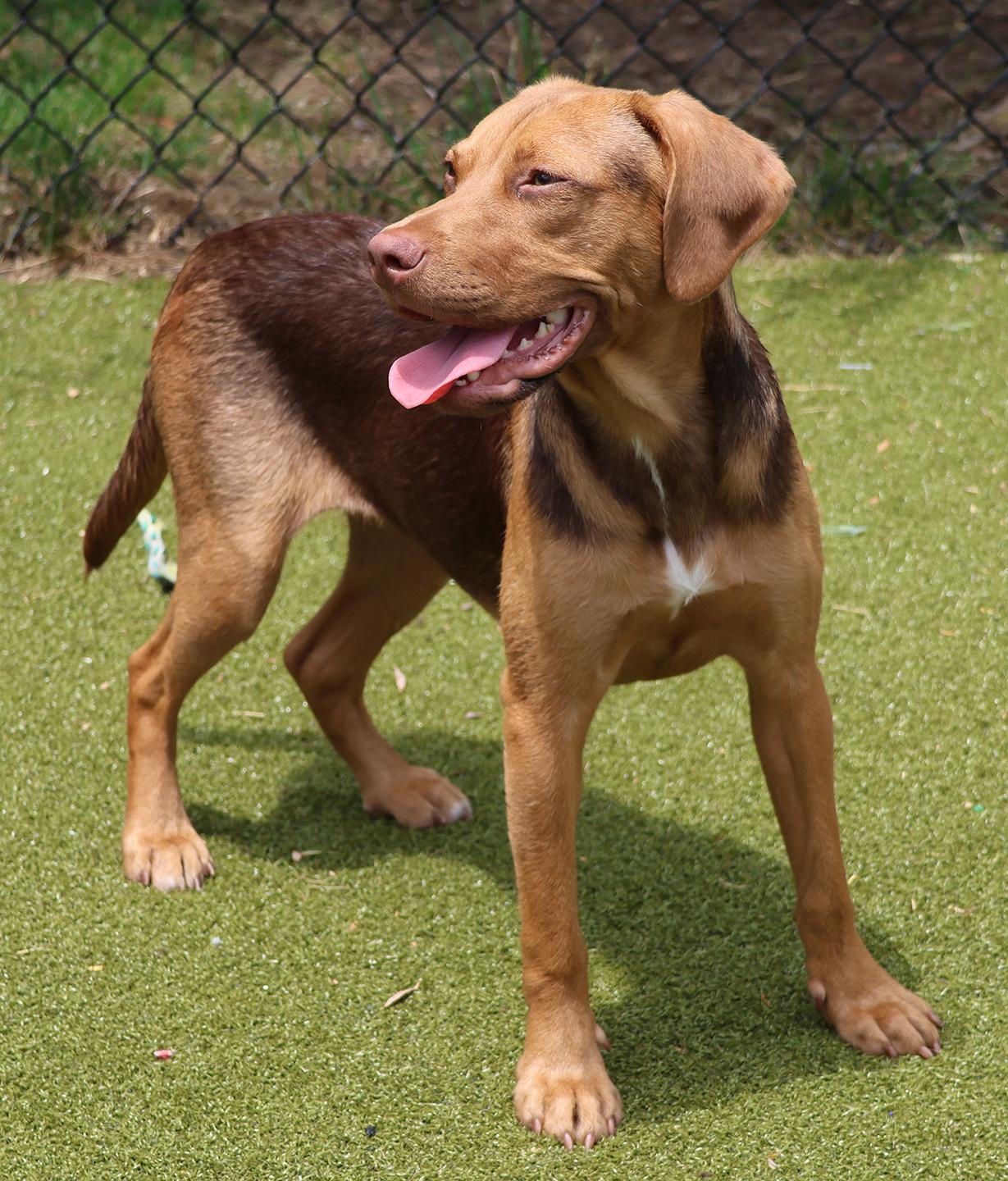 Samara, an adoptable mixed breed in Harrison, NY image 2/6