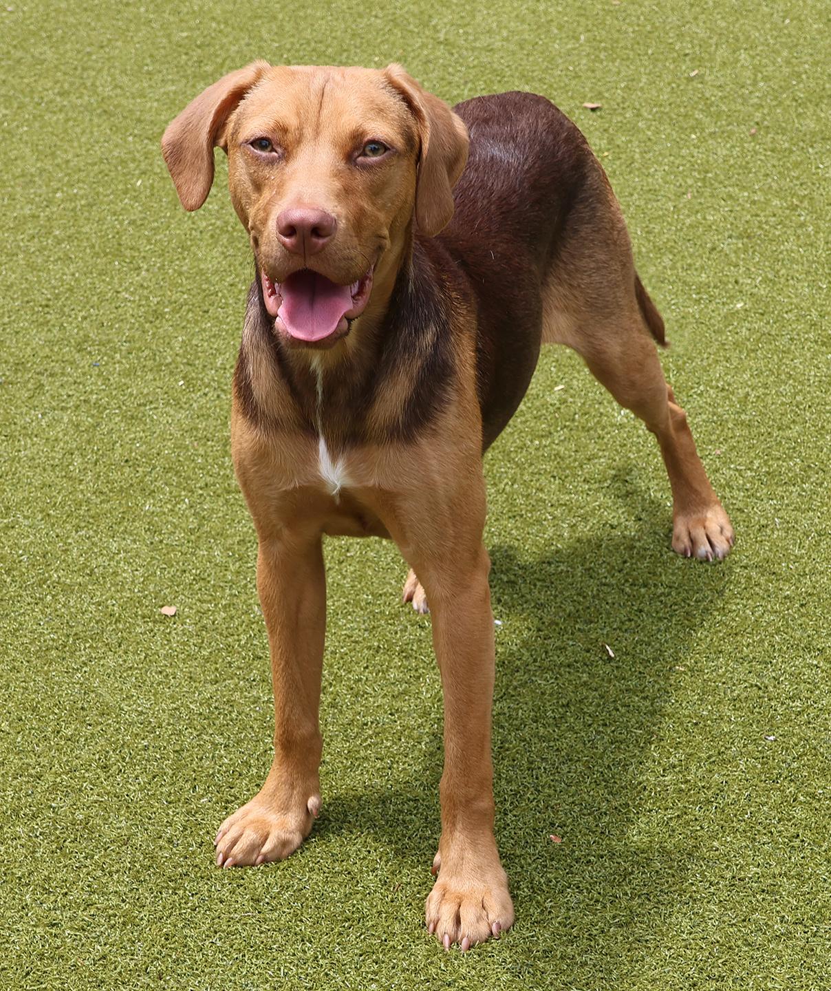 Samara, an adoptable mixed breed in Harrison, NY image 3/6