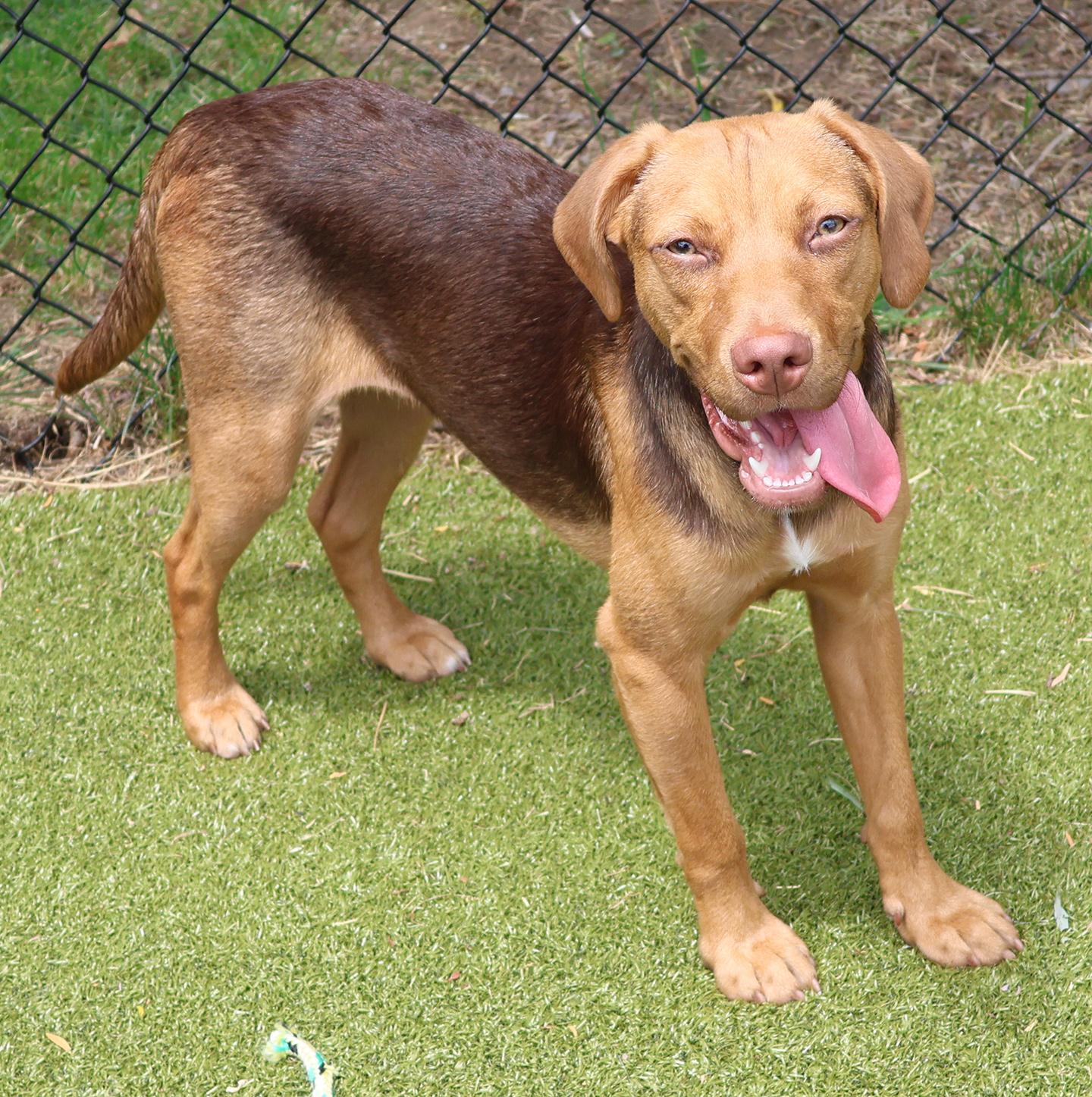 Samara, an adoptable mixed breed in Harrison, NY image 6/6