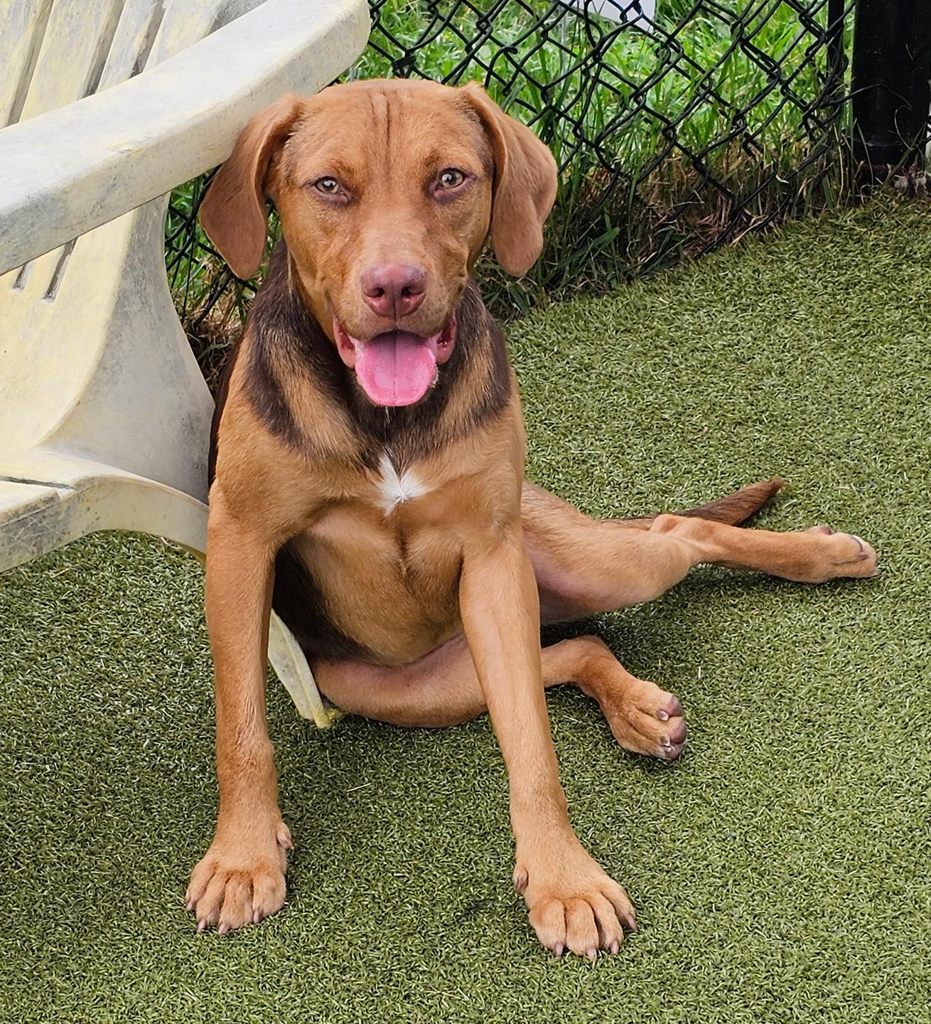Samara, an adoptable mixed breed in Harrison, NY image 1/6
