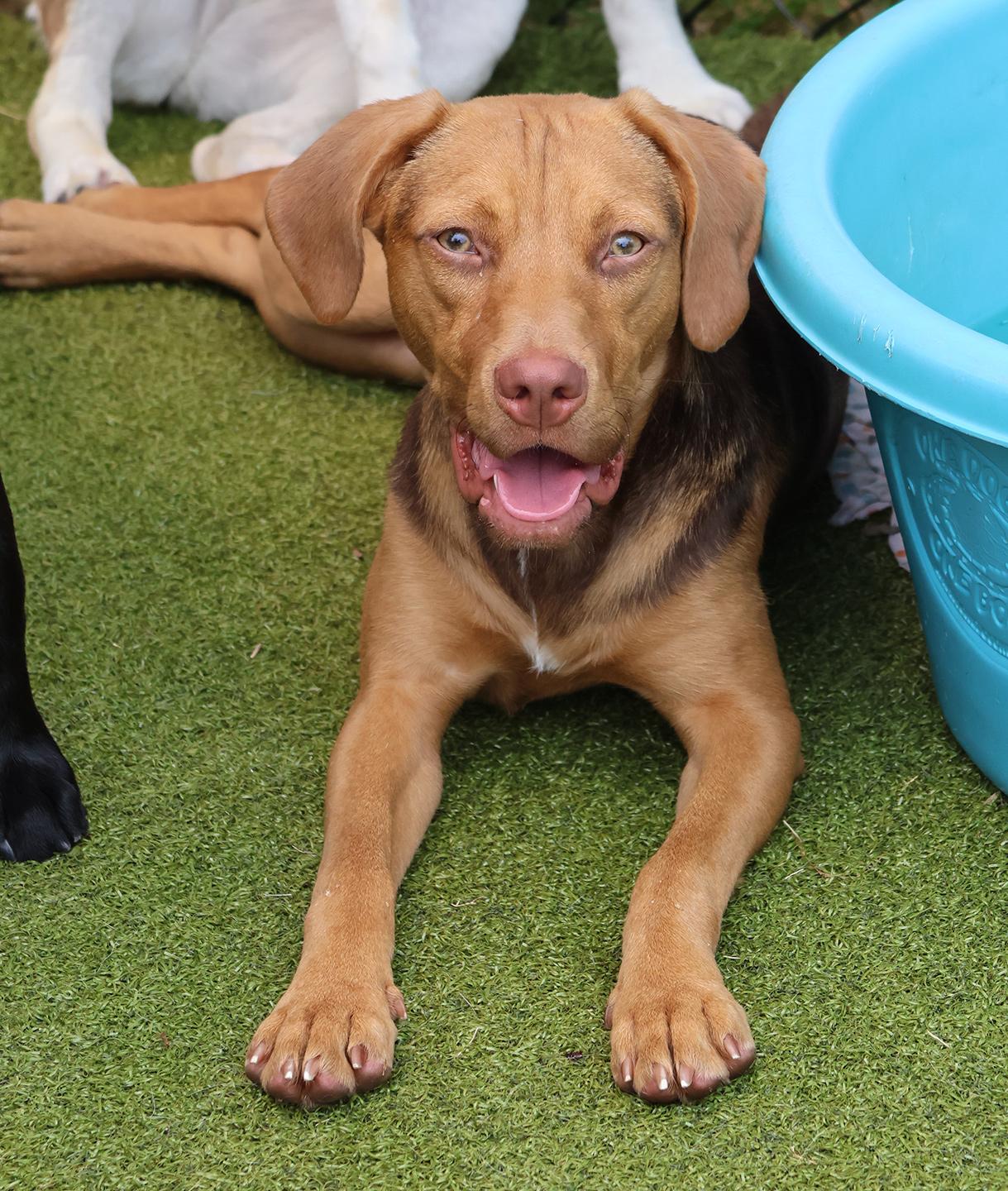 Samara, an adoptable mixed breed in Harrison, NY image 4/6