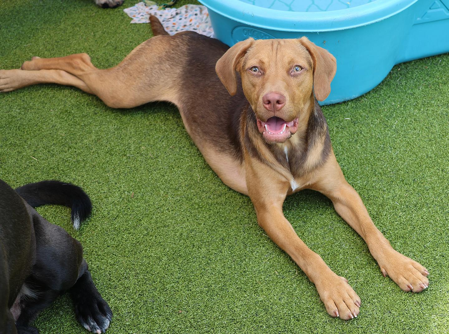 Samara, an adoptable mixed breed in Harrison, NY image 5/6