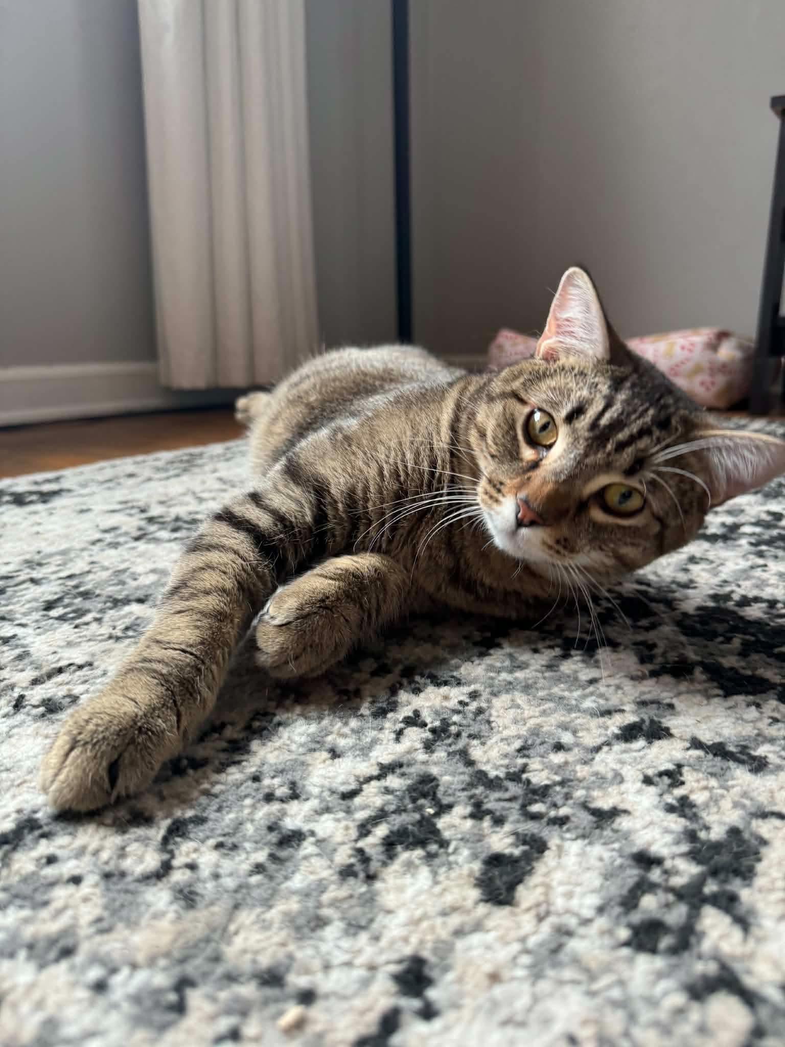 Stanley, an adopted Domestic Short Hair in Manhattan, KS image 4/6