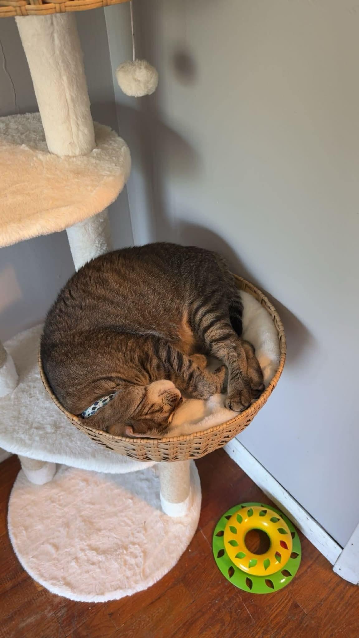 Stanley, an adopted Domestic Short Hair in Manhattan, KS image 2/6