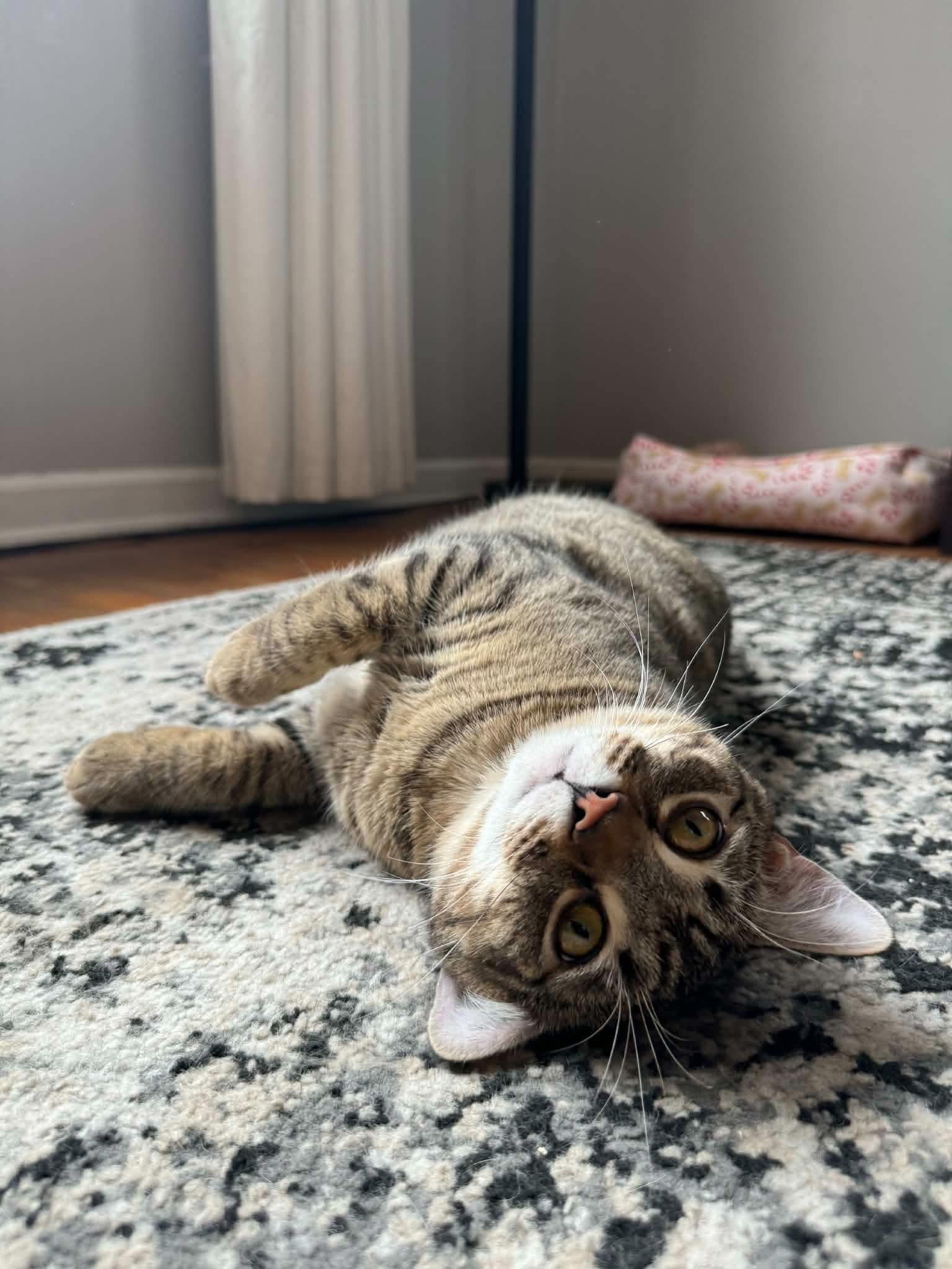 Stanley, an adopted Domestic Short Hair in Manhattan, KS image 6/6