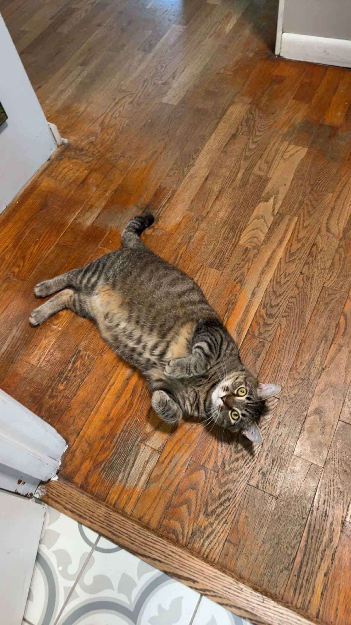 Stanley, an adopted Domestic Short Hair in Manhattan, KS image 3/6