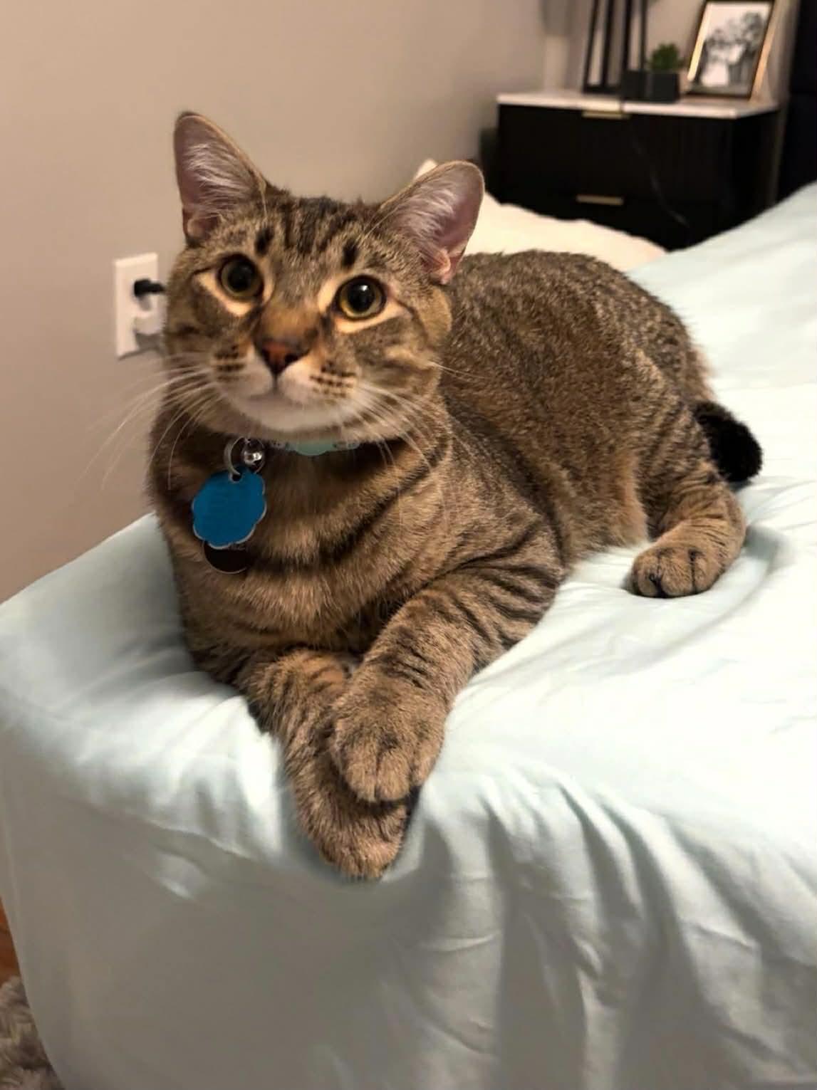 Stanley, an adopted Domestic Short Hair in Manhattan, KS image 5/6