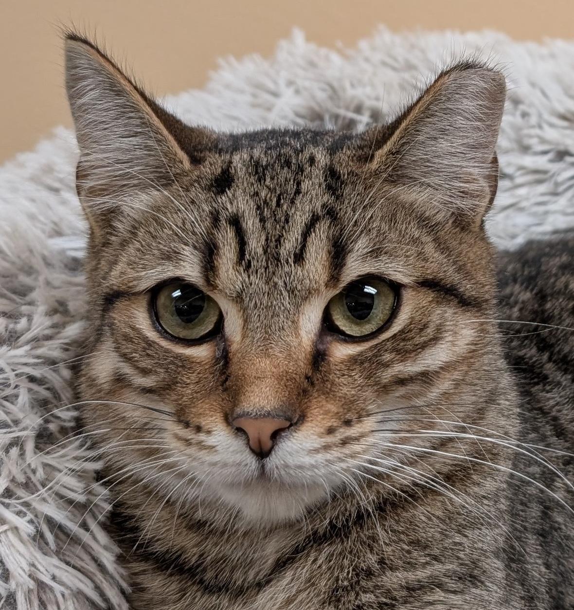 Prince, Adoptable, Kitten Male Domestic Short Hair.