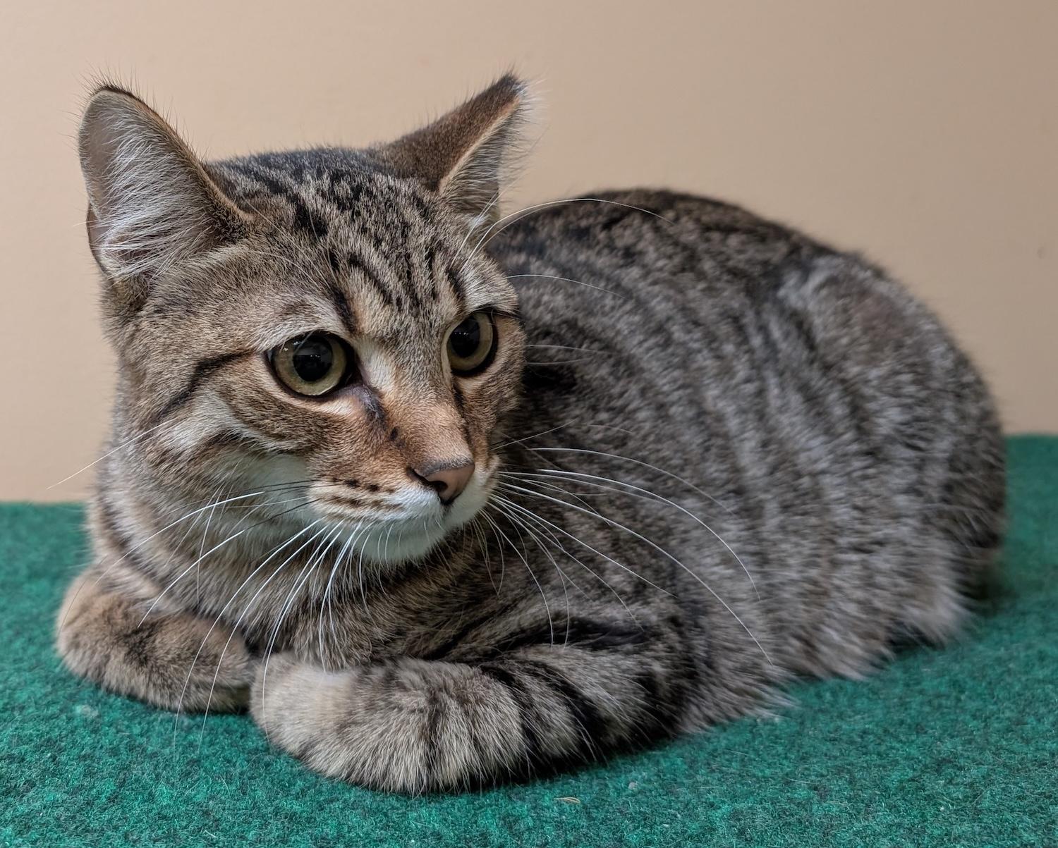 Prince, a Adoptable Domestic Short Hair in Smithfield, NC image 2/5