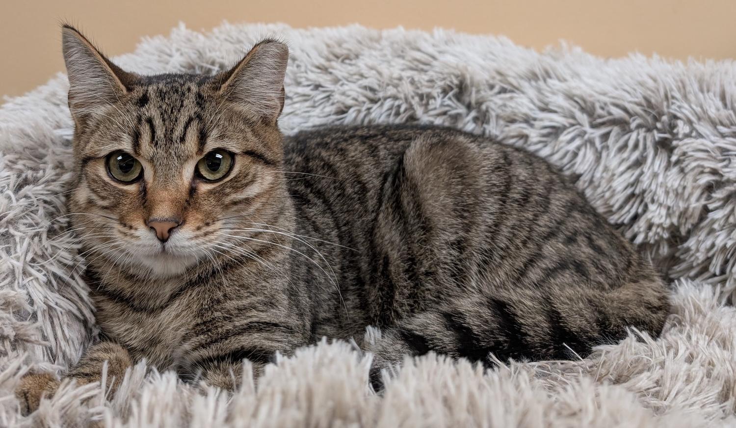 Prince, a Adoptable Domestic Short Hair in Smithfield, NC image 3/5