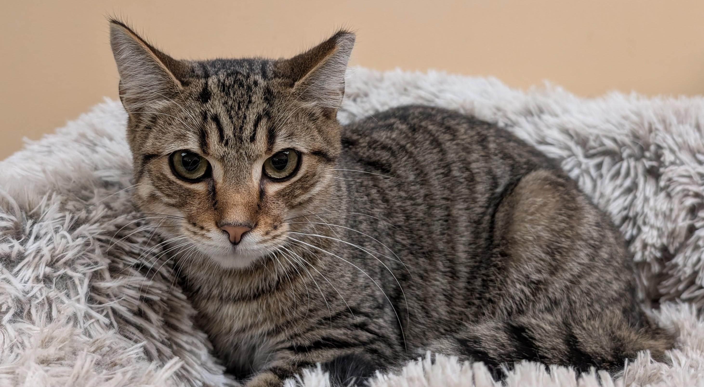 Prince, a Adoptable Domestic Short Hair in Smithfield, NC image 4/5