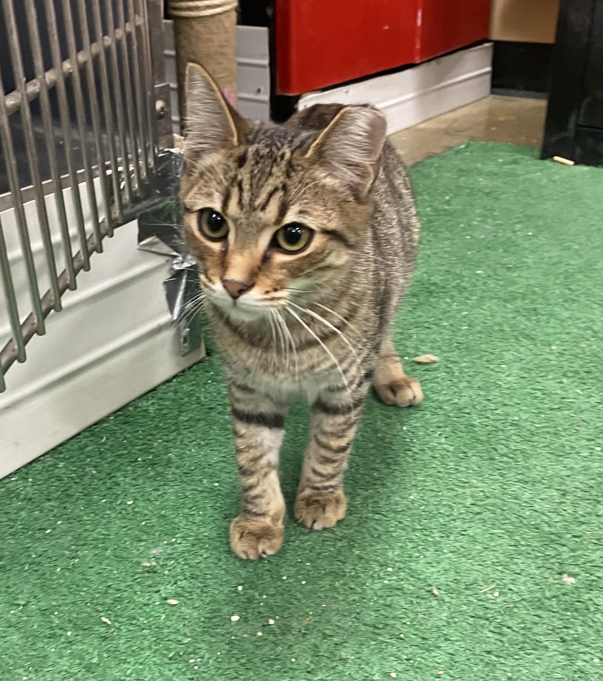 Prince, a Adoptable Domestic Short Hair in Smithfield, NC image 5/5