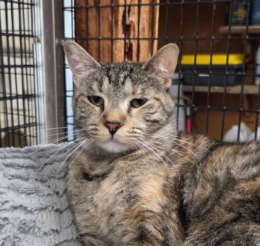 Enlarge Greymary, a Adoptable mixed breed in Las Cruces, NM image 1/5