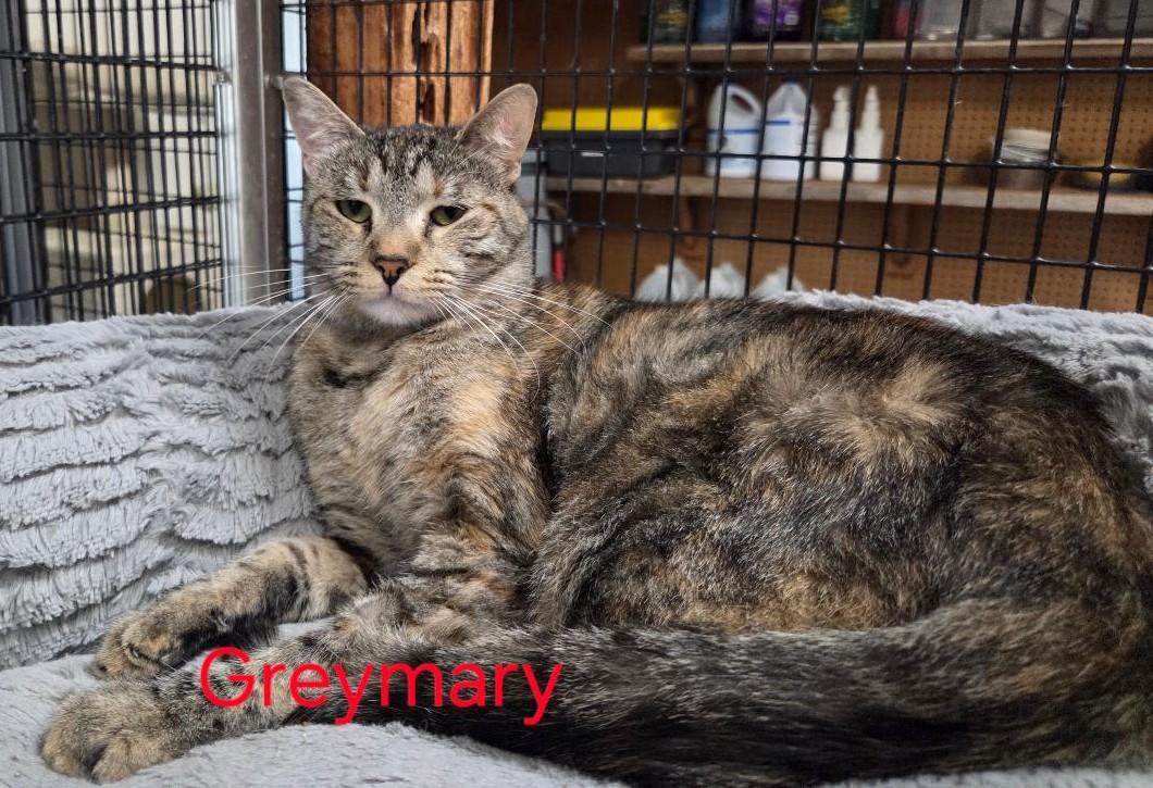 Enlarge Greymary, a Adoptable mixed breed in Las Cruces, NM image 3/5