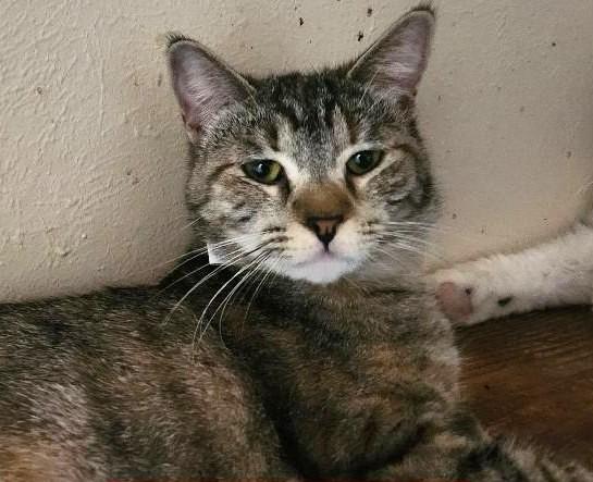 Enlarge Greymary, a Adoptable mixed breed in Las Cruces, NM image 5/5