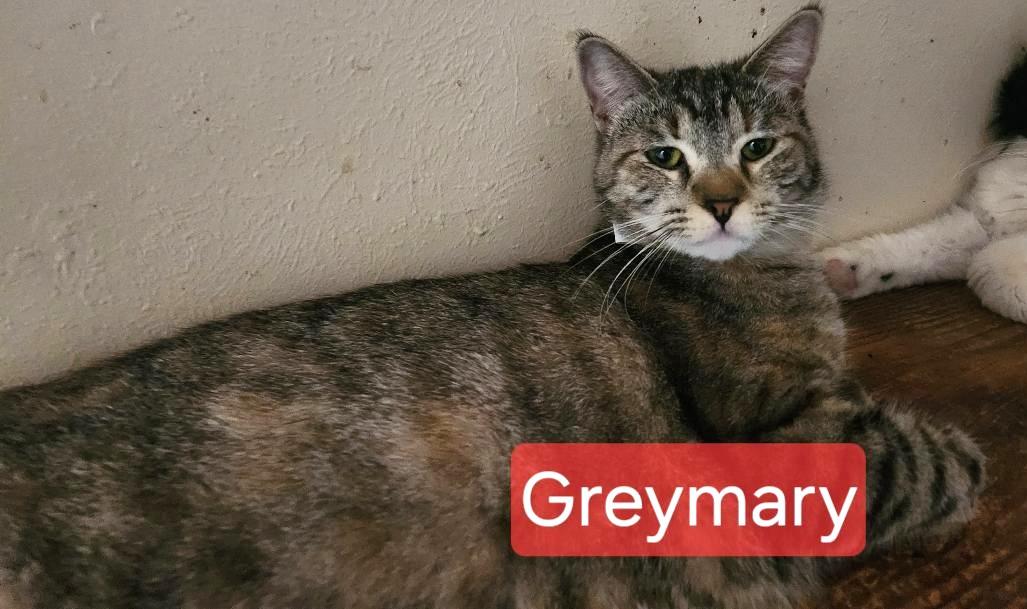 Enlarge Greymary, a Adoptable mixed breed in Las Cruces, NM image 2/5