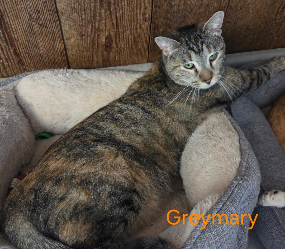 Enlarge Greymary, a Adoptable mixed breed in Las Cruces, NM image 4/5