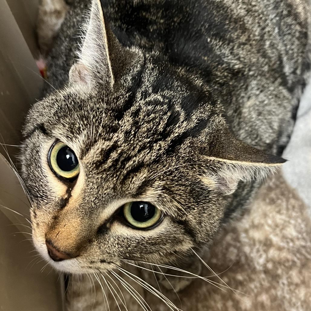 Enlarge Cash, a Adoptable Domestic Short Hair in Las Vegas, NV image 1/1