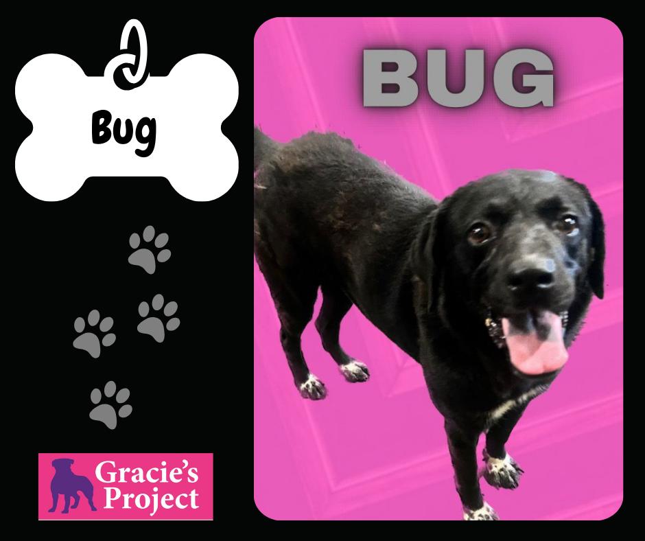 Bug, Adult Female Labrador Retriever