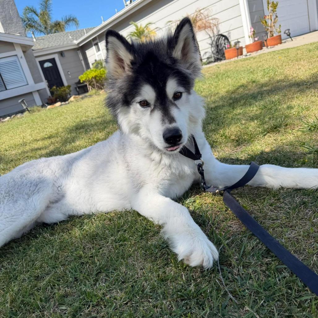 Rudy, Adoptable, Adult Male Husky.