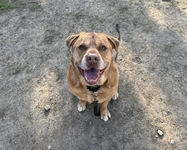 ZUESS, Adoptable, Adult Male Mastiff & Mixed Breed.
