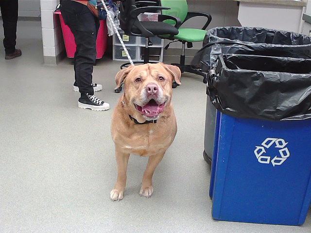 ZUESS, Adoptable, Adult Male Mastiff & Mixed Breed.