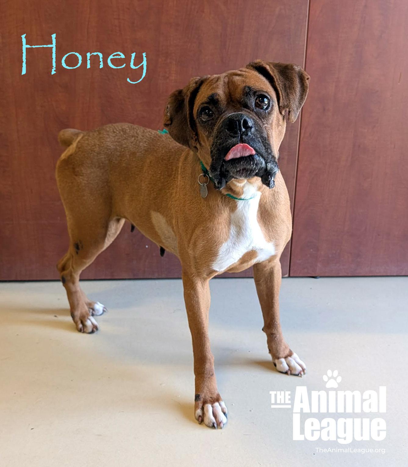 Enlarge Honey, a ADOPTABLE Boxer in Groveland, FL image 2/4