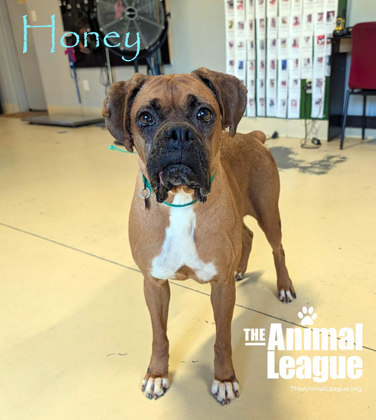 Enlarge Honey, a ADOPTABLE Boxer in Groveland, FL image 1/4