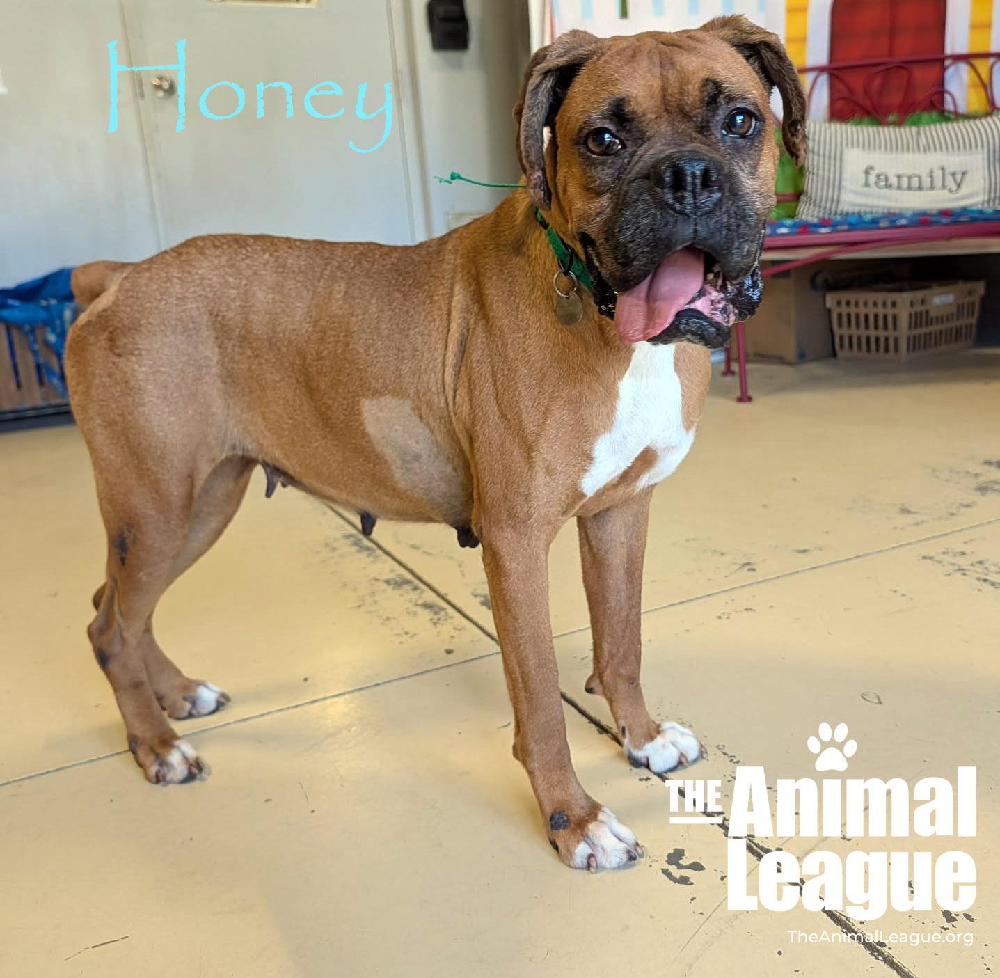Enlarge Honey, a ADOPTABLE Boxer in Groveland, FL image 4/4