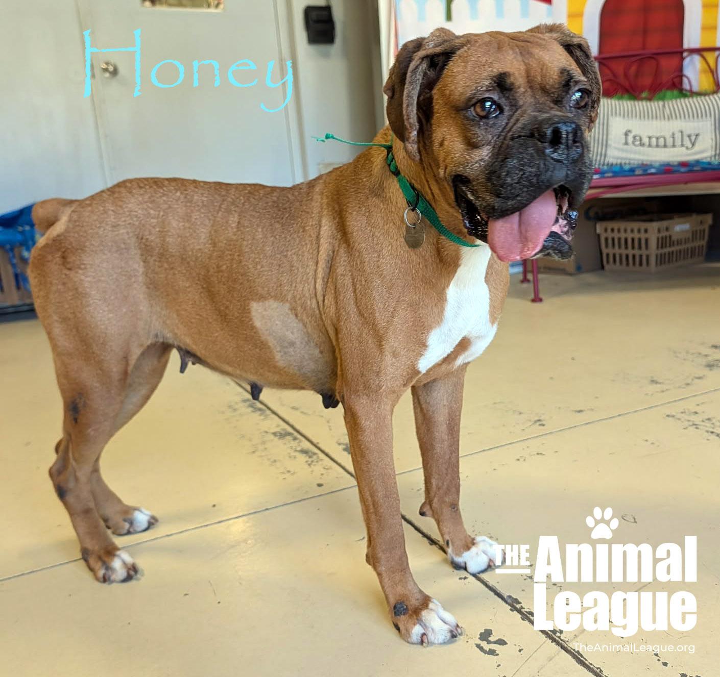Enlarge Honey, a ADOPTABLE Boxer in Groveland, FL image 3/4