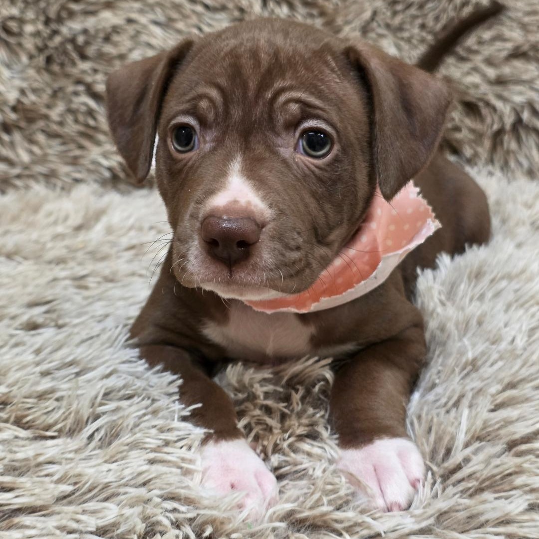 Enlarge Bumble, a ADOPTABLE mixed breed in Phenix City, AL image 2/5