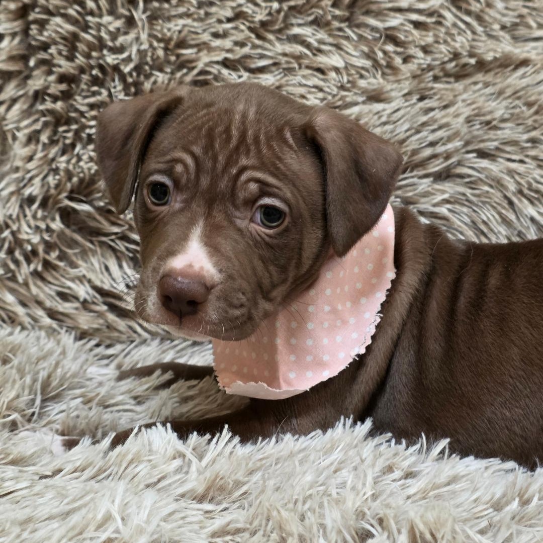 Enlarge Bumble, a ADOPTABLE mixed breed in Phenix City, AL image 5/5