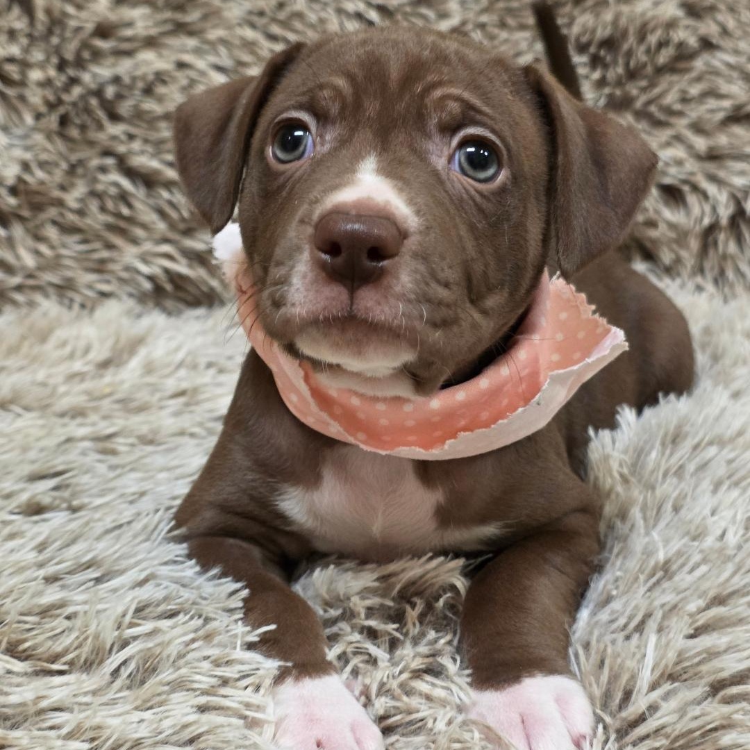 Enlarge Bumble, a ADOPTABLE mixed breed in Phenix City, AL image 3/5