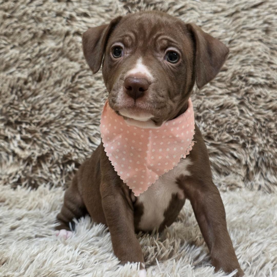 Bumble, ADOPTABLE, Puppy Female Pit Bull Terrier.