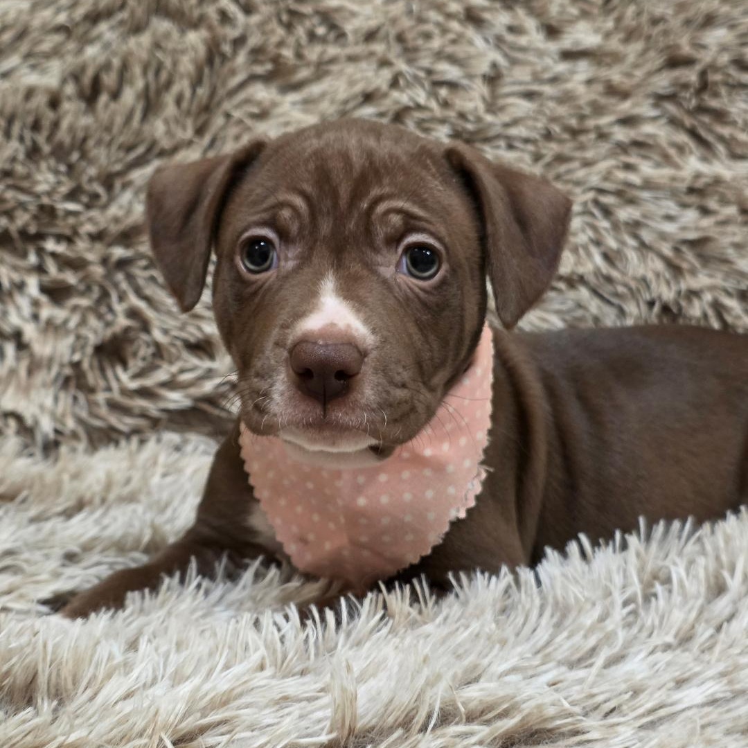 Enlarge Bumble, a ADOPTABLE mixed breed in Phenix City, AL image 4/5