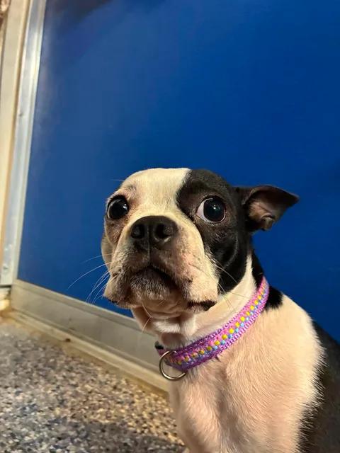 Lily, an adopted Boston Terrier in Mason City, IL image 4/6
