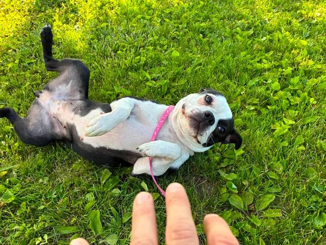 Lily, an adopted Boston Terrier in Mason City, IL image 2/6