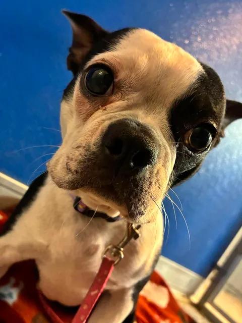 Lily, an adopted Boston Terrier in Mason City, IL image 1/6