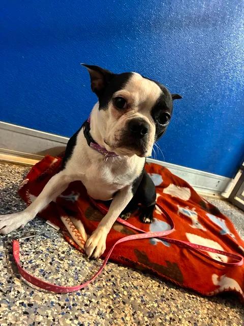 Lily, an adopted Boston Terrier in Mason City, IL image 6/6