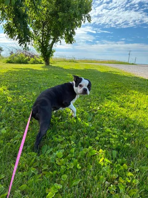 Lily, an adopted Boston Terrier in Mason City, IL image 5/6