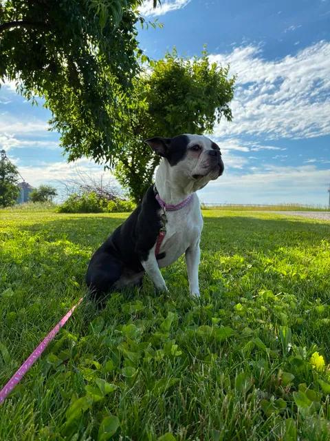 Lily, an adopted Boston Terrier in Mason City, IL image 3/6