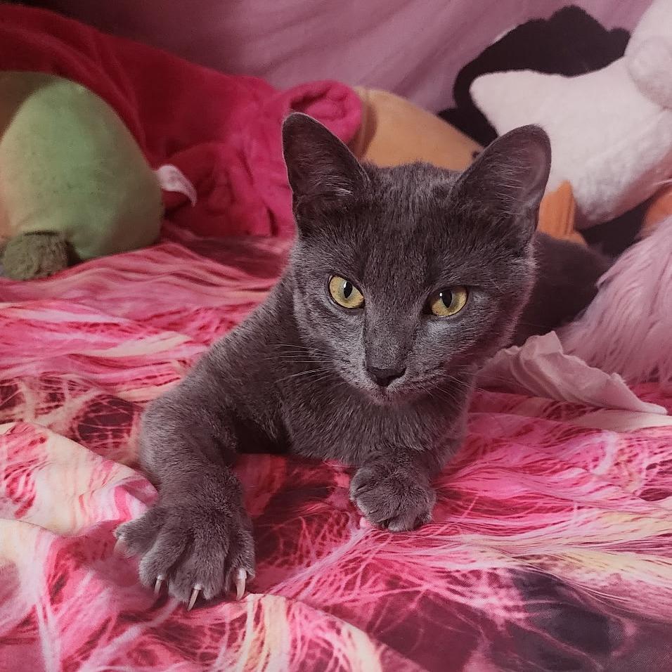 Cinder Ella