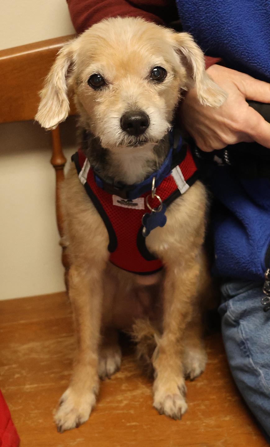 Buddy Holly, adopted, Senior Male Yorkshire Terrier.