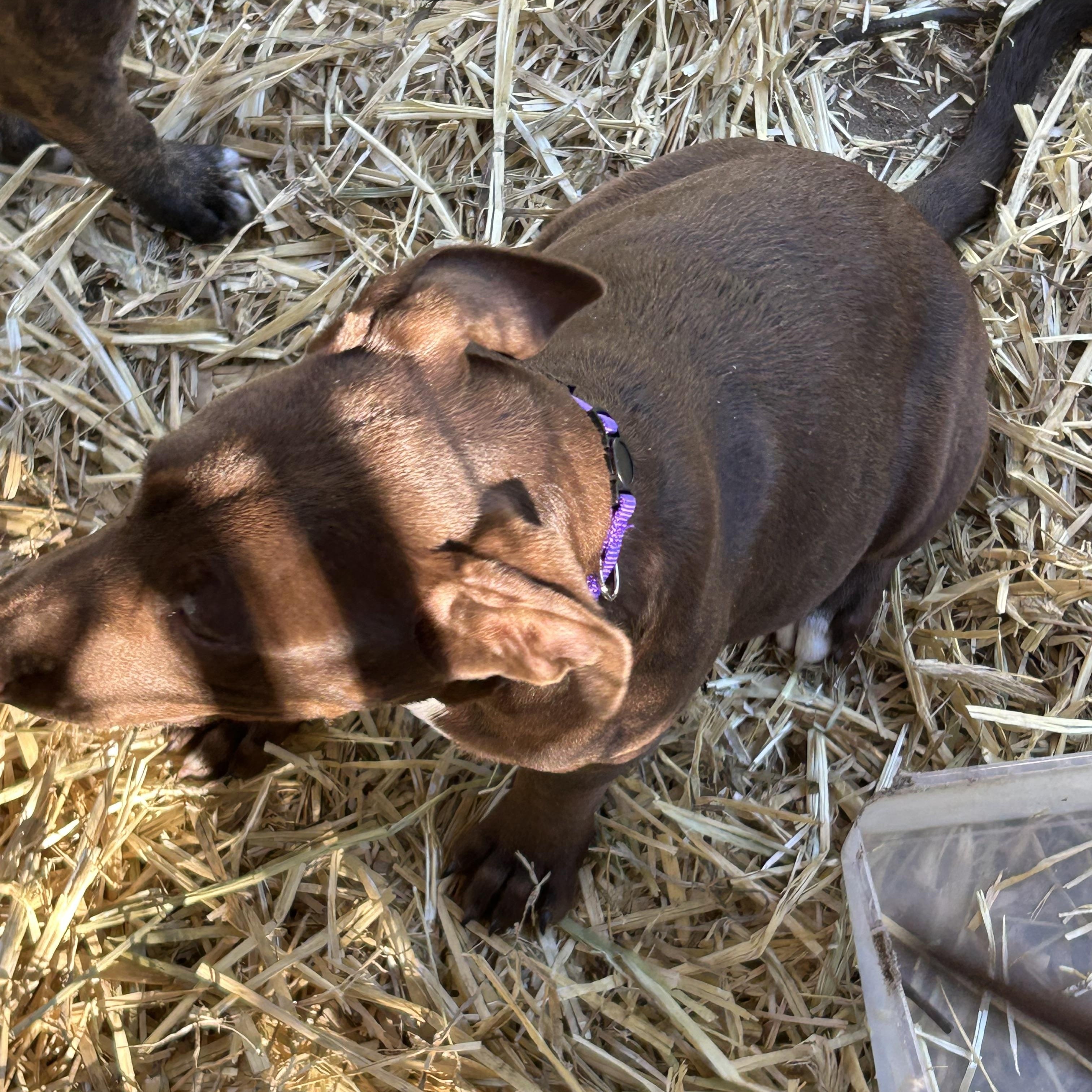 Sadee, a Adoptable mixed breed in Springfield, IL image 2/4