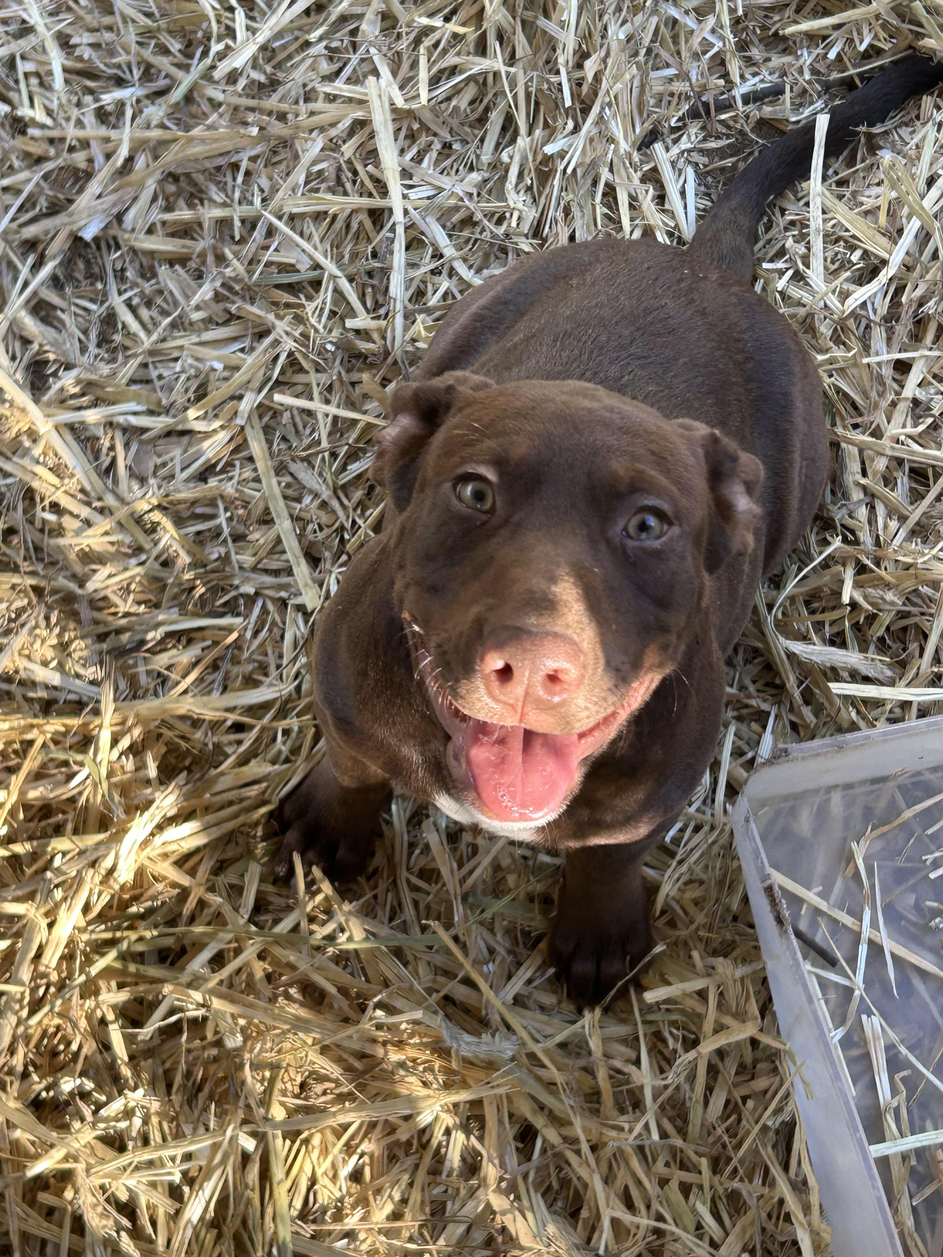 Sadee, a Adoptable mixed breed in Springfield, IL image 1/4