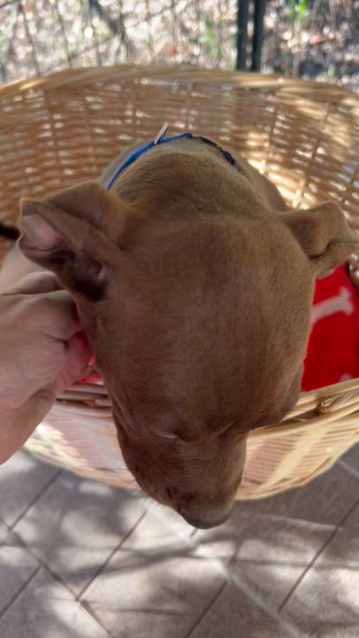 Enlarge Sadee, a Adoptable mixed breed in Springfield, IL video 4/4