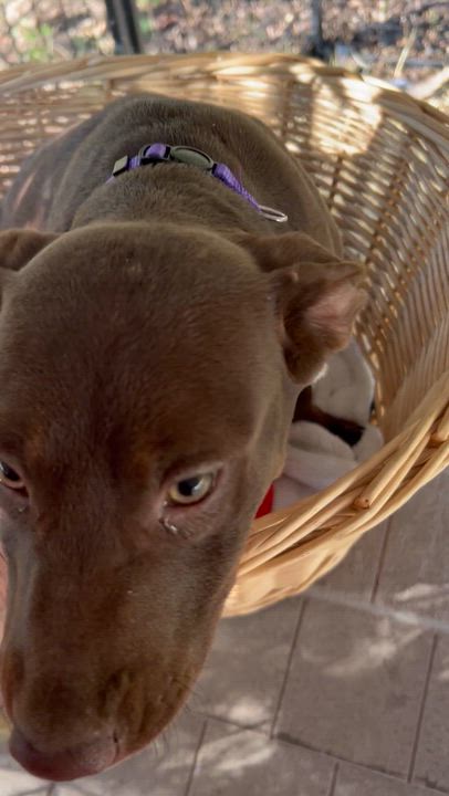 Enlarge Sadee, a Adoptable mixed breed in Springfield, IL video 3/4