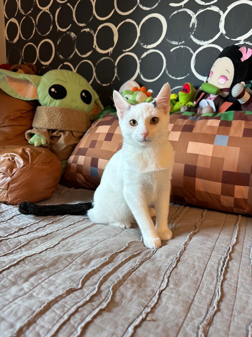 Bentley, a Adoptable Domestic Short Hair in Oceanside, CA image 1/5