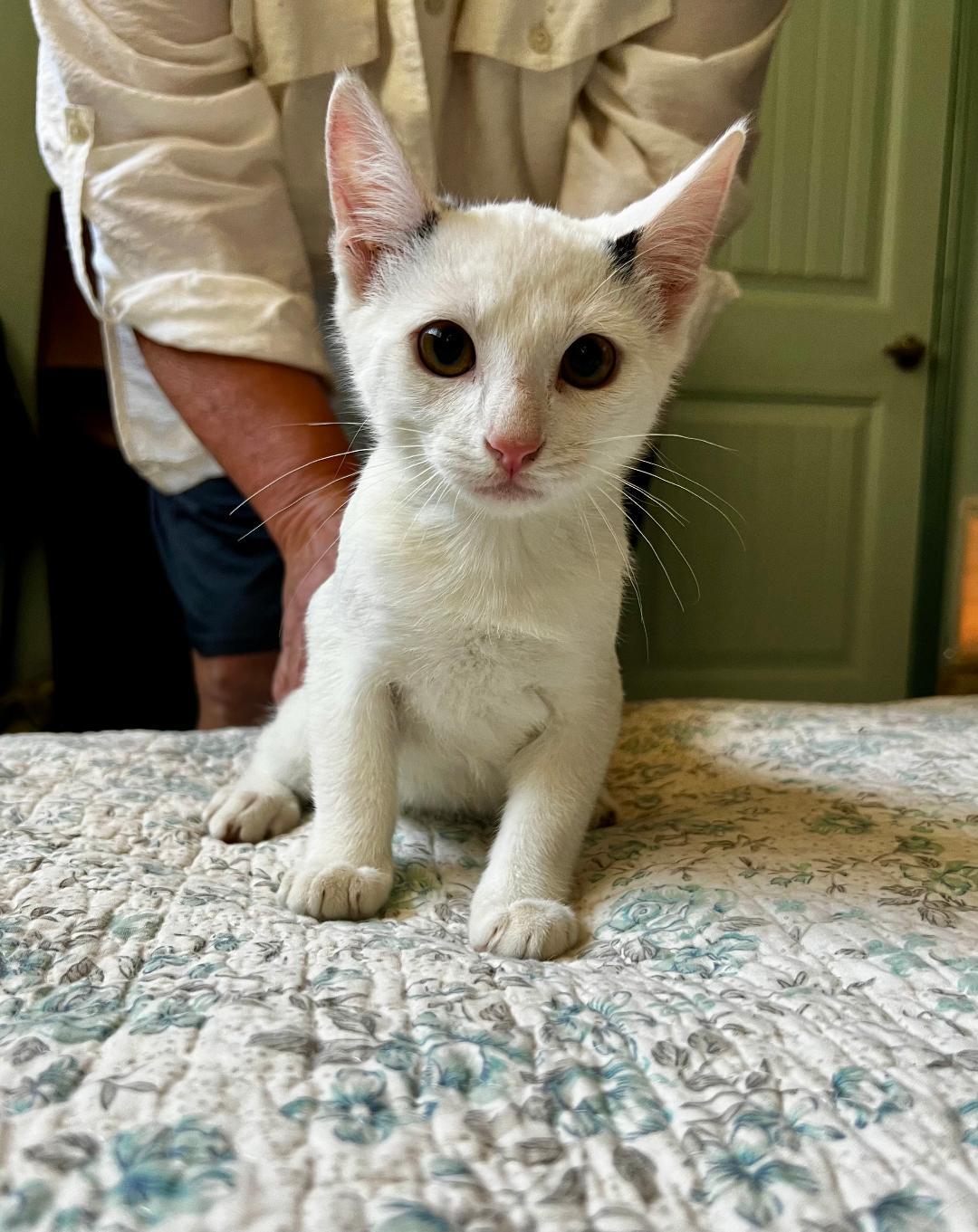 Bentley, a Adoptable Domestic Short Hair in Oceanside, CA image 5/5
